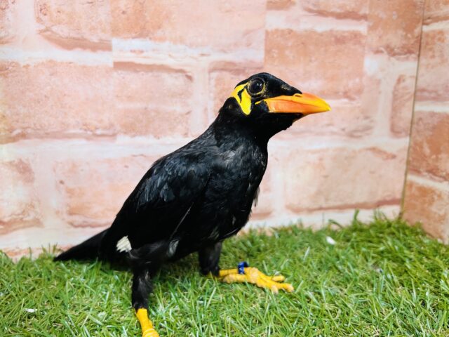 九官鳥（キュウカンチョウ）