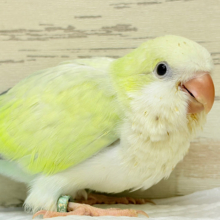 楽しくってワキワキが止まらない🎶💖オキナインコ(アクアブルーパリドオパーリン) ヒナ