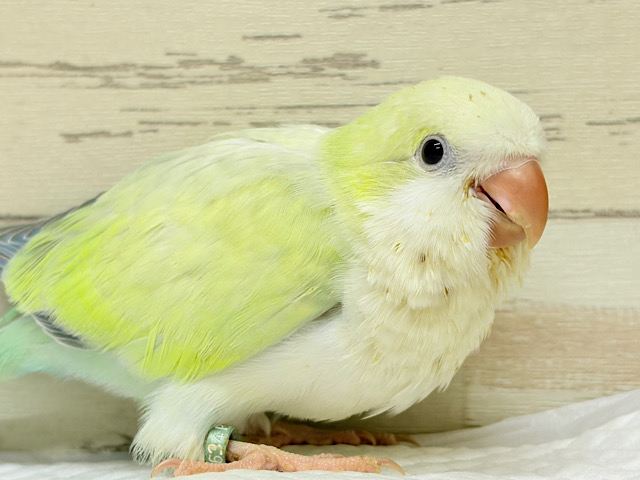 楽しくってワキワキが止まらない🎶💖オキナインコ(アクアブルーパリドオパーリン) ヒナ