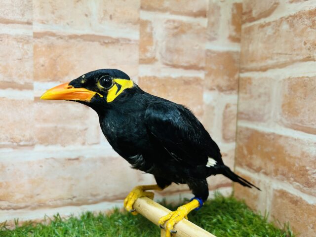 九官鳥（キュウカンチョウ）