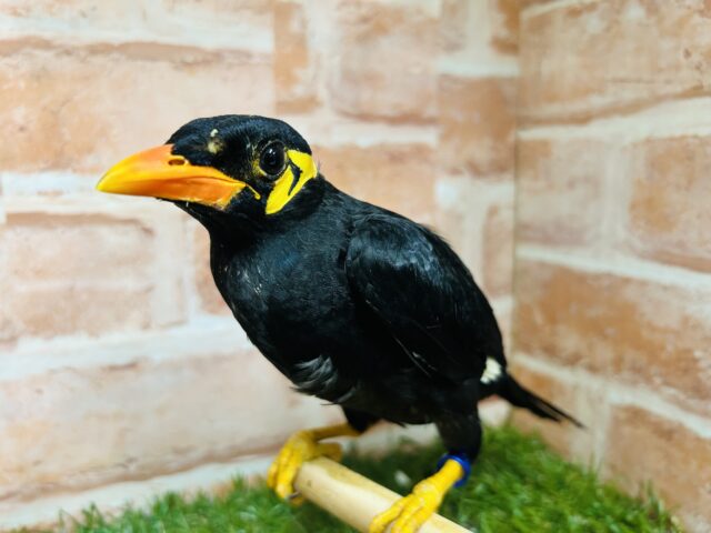 しゃべる鳥の最高峰⁉⁉🎵🎵🎵　九官鳥　