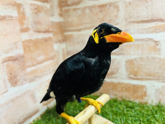 九官鳥（キュウカンチョウ）