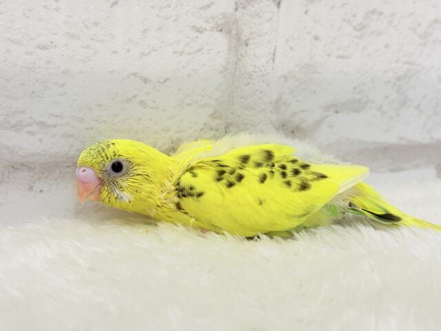 【最新画像更新🪄ひとり餌になりました!】ミツバチカラーの妖精さん🧚♀️💫セキセイインコ(ハルクイン) ヒナ セキセイインコ