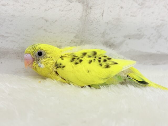 【最新画像更新🪄ひとり餌になりました!】ミツバチカラーの妖精さん🧚♀️💫セキセイインコ(ハルクイン) ヒナ セキセイインコ