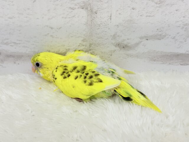 【最新画像更新🪄ひとり餌になりました!】ミツバチカラーの妖精さん🧚♀️💫セキセイインコ(ハルクイン) ヒナ セキセイインコ