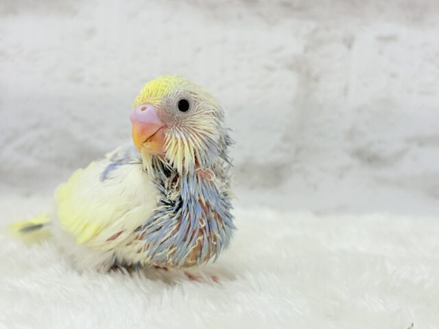 ソノウぷくっと♡プリティーフェイス♡セキセイインコ(パステルカラーレインボーパイド) ヒナ セキセイインコ