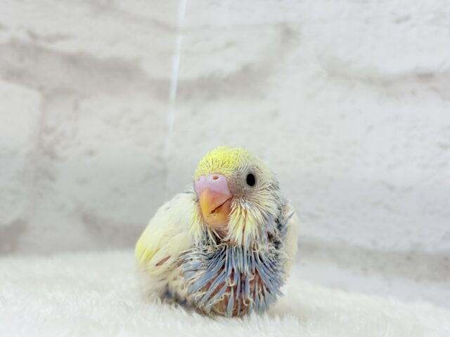 ソノウぷくっと♡プリティーフェイス♡セキセイインコ(パステルカラーレインボーパイド) ヒナ セキセイインコ