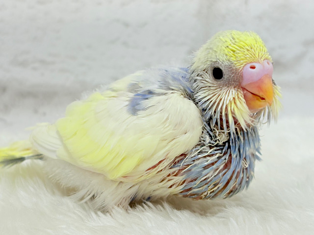 ソノウぷくっと♡プリティーフェイス♡セキセイインコ(パステルカラーレインボーパイド) ヒナ