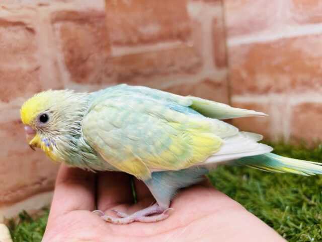 人気カラーのパステルカラーレインボー🌈　セキセイインコ