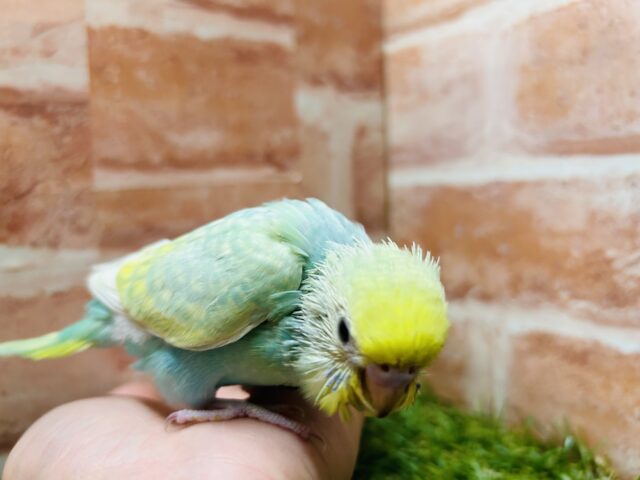 セキセイインコ