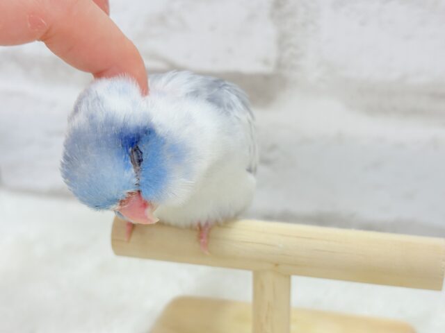 【カキカキ動画更新🪄】僕の秘密は背中にあるんだっ🫣🪽💞マメルリハ(マーブルパイドブルー) 男の子 ヒナ マメルリハ