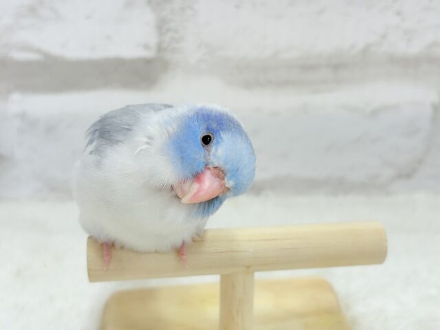 【カキカキ動画更新🪄】僕の秘密は背中にあるんだっ🫣🪽💞マメルリハ(マーブルパイドブルー) 男の子 ヒナ マメルリハ