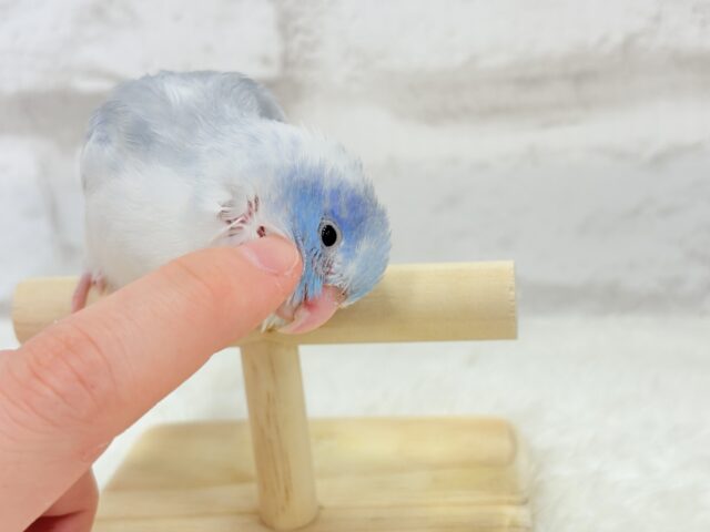 【カキカキ動画更新🪄】僕の秘密は背中にあるんだっ🫣🪽💞マメルリハ(マーブルパイドブルー) 男の子 ヒナ マメルリハ