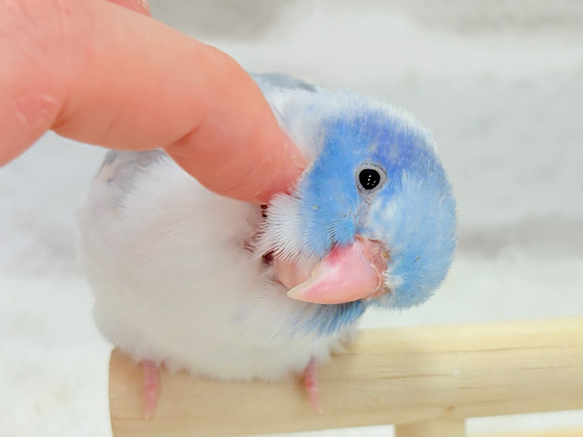 【カキカキ動画更新🪄】僕の秘密は背中にあるんだっ🫣🪽💞マメルリハ(マーブルパイドブルー) 男の子 ヒナ 【カキカキ動画更新🪄】僕の秘密は背中にあるんだっ🫣🪽💞マメルリハ(マーブルパイドブルー) 男の子 ヒナ