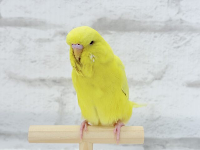 ジャンボセキセイインコ