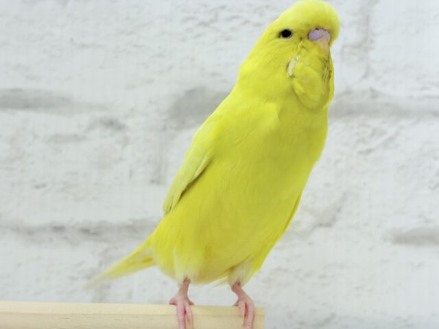 ジャンボセキセイインコ