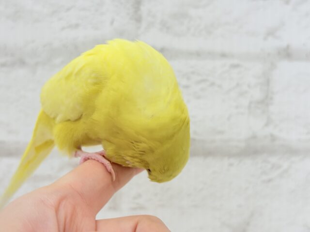 ジャンボセキセイインコ