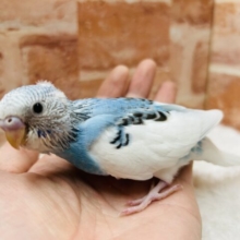 青✖️白に黒模様が魅力的🩵🩵 　セキセイインコ(パイド)