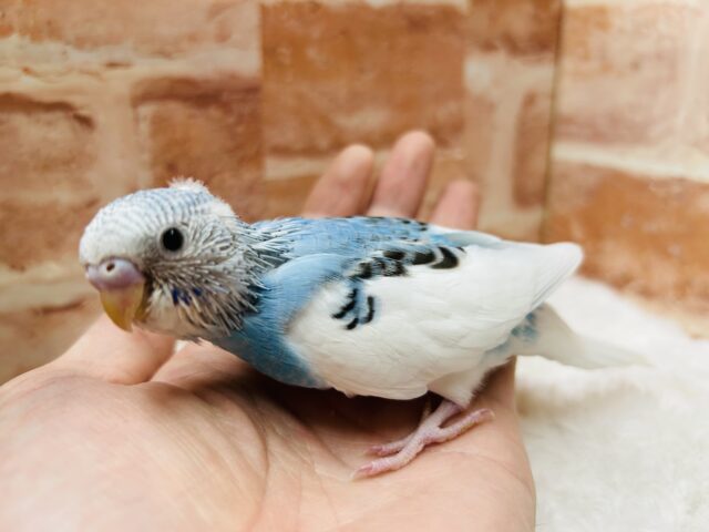 青✖️白に黒模様が魅力的🩵🩵 　セキセイインコ(パイド)