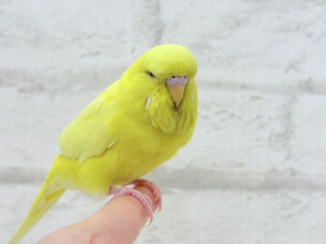 ジャンボセキセイインコ