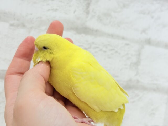 ジャンボセキセイインコ