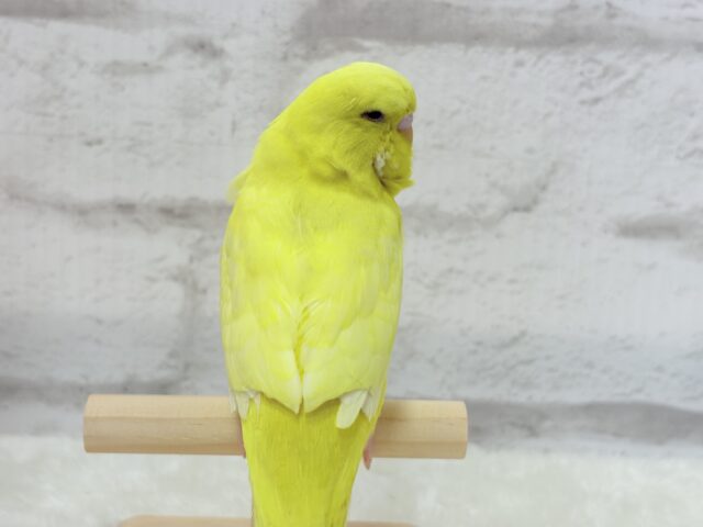 ジャンボセキセイインコ