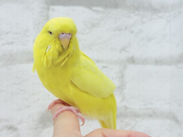 ジャンボセキセイインコ