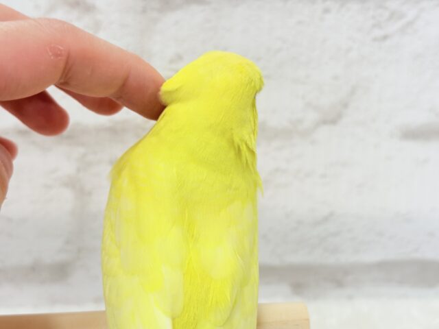 ジャンボセキセイインコ