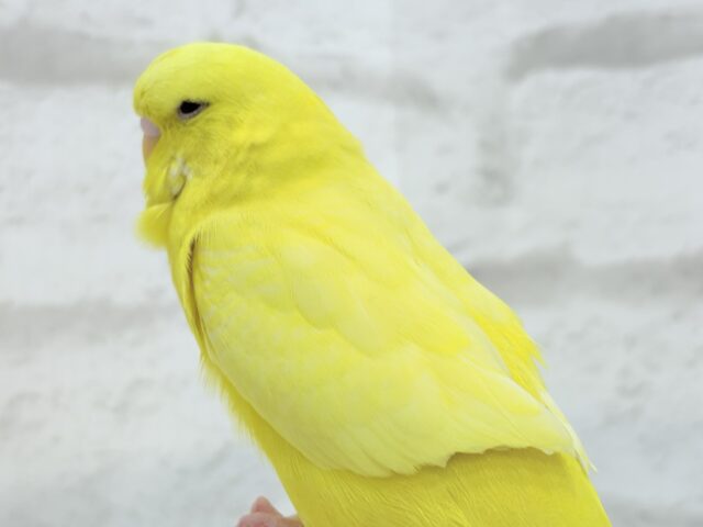 ジャンボセキセイインコ