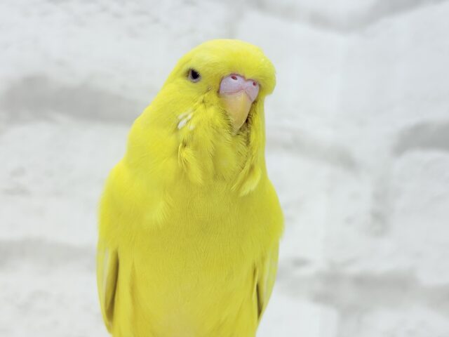 ジャンボセキセイインコ