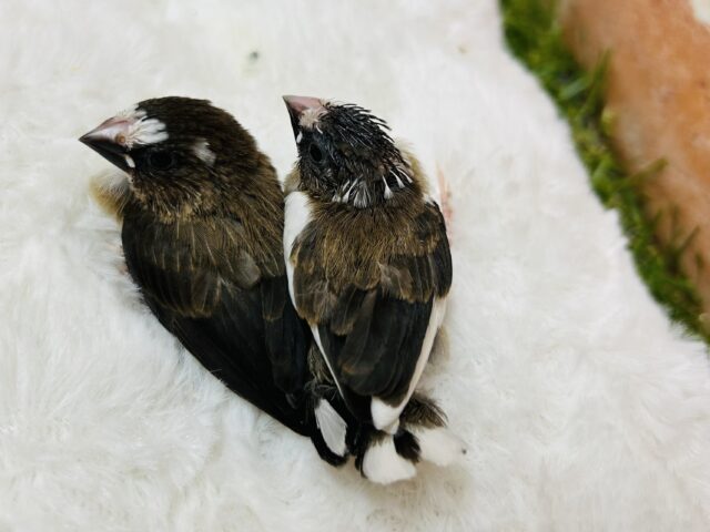 十姉妹（ジュウシマツ）