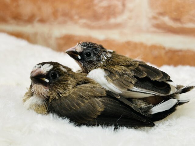 可愛い十姉妹ちゃんがやってきましたよ〜⭐️⭐️