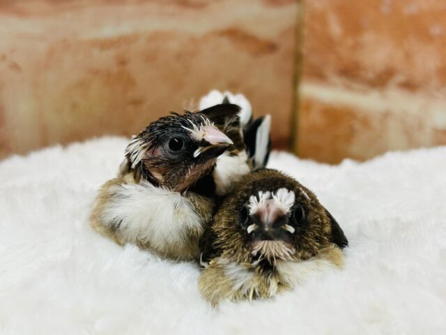 十姉妹（ジュウシマツ）