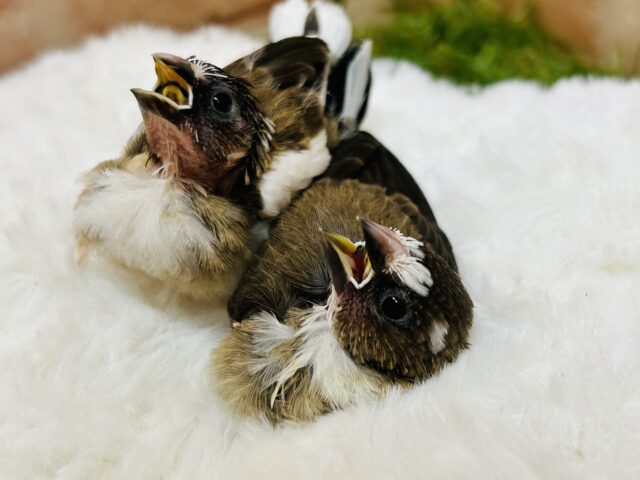 十姉妹（ジュウシマツ）