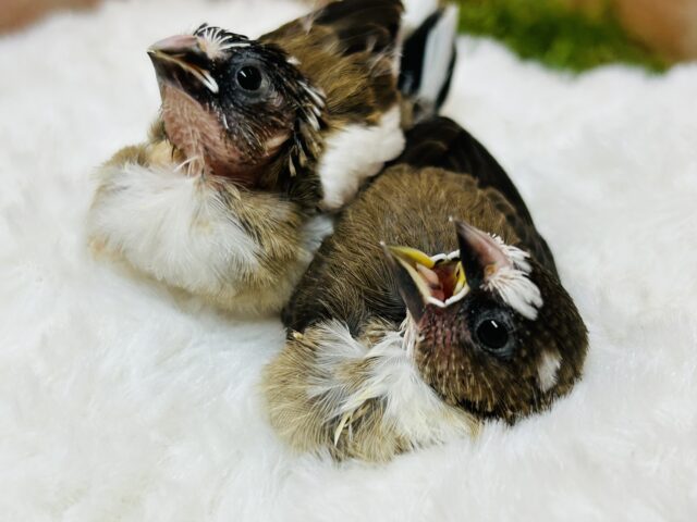 十姉妹（ジュウシマツ）