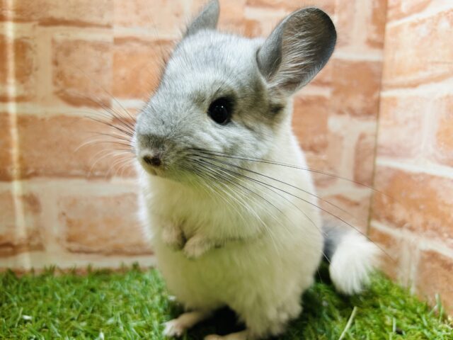 可愛いでしょ？？❤️💙❤️💙　チンチラ (パイド)