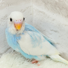 【最新画像更新🪄】ワタ雲のような天使ちゃん🧚セキセイインコ(パイド) ヒナ