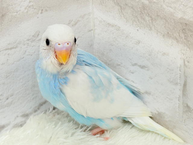 【最新画像更新🪄】ワタ雲のような天使ちゃん🧚セキセイインコ(パイド) ヒナ
