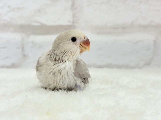 【最新画像更新🪄】ふんわり柔らか♡コザクラインコ ヒナ コザクラインコ(小桜インコ)