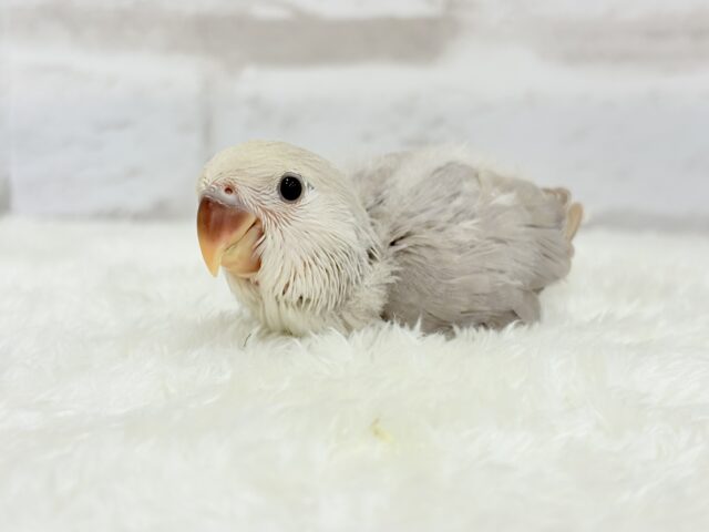【最新画像更新🪄】ふんわり柔らか♡コザクラインコ ヒナ コザクラインコ(小桜インコ)
