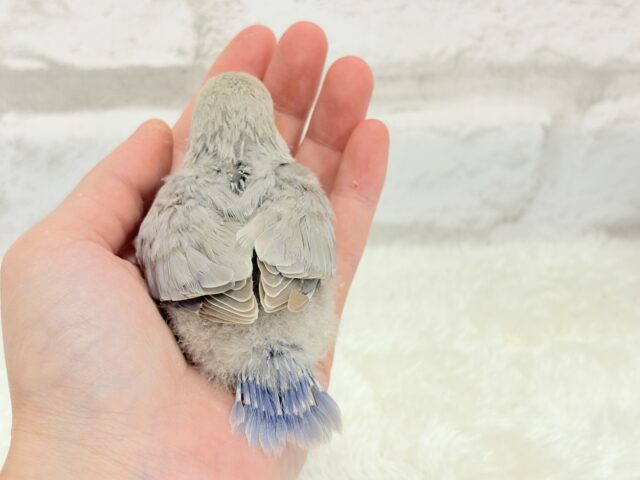 【最新画像更新🪄】ふんわり柔らか♡コザクラインコ ヒナ コザクラインコ(小桜インコ)