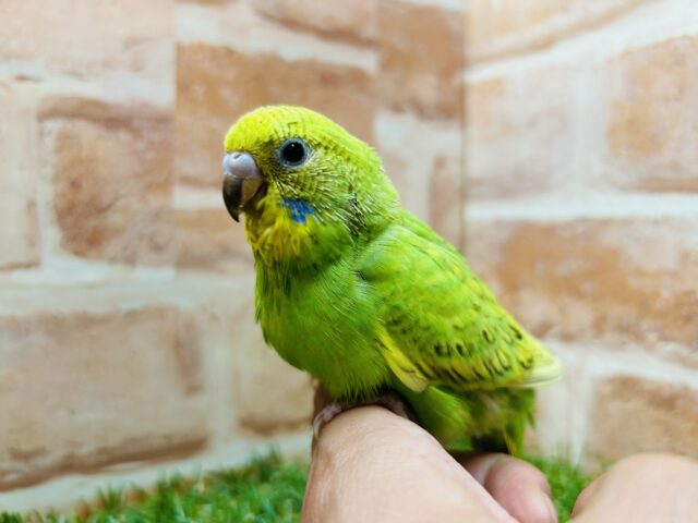 スパングルカラーのセキセイちゃんがやってきましたよ〜🎵　セキセイインコ