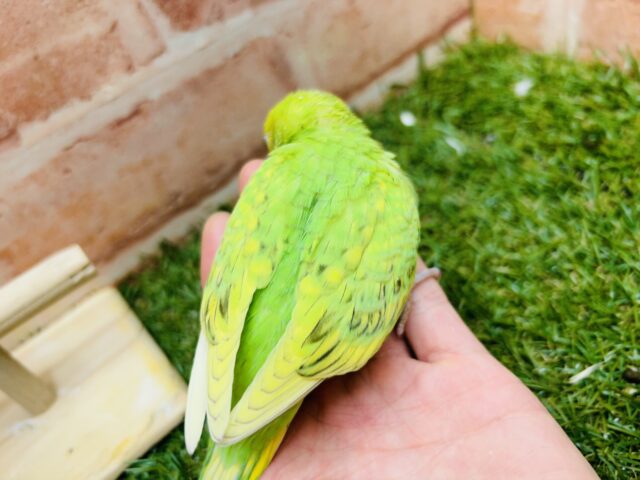 セキセイインコ