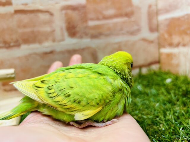 セキセイインコ