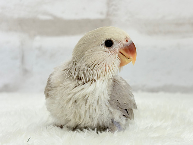 【最新画像更新🪄】ふんわり柔らか♡コザクラインコ ヒナ 【最新画像更新🪄】ふんわり柔らか♡コザクラインコ ヒナ