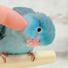 【最新画像・動画更新🪄】ツンデレ女子がモテるよね🐥💙マメルリハ(ブルー)女の子 ヒナ