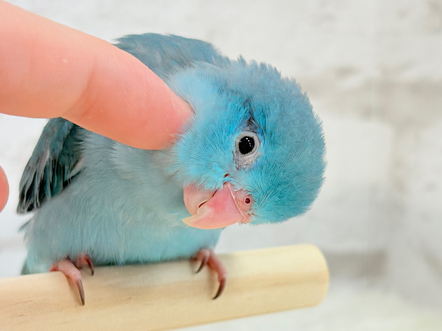 【最新画像・動画更新🪄】ツンデレ女子がモテるよね🐥💙マメルリハ(ブルー)女の子 ヒナ
