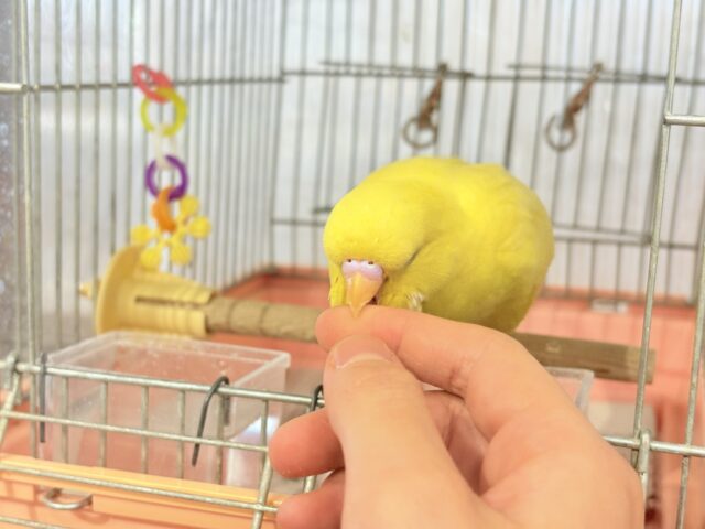 ジャンボセキセイインコ