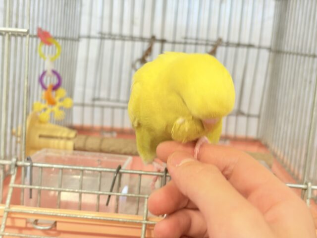 ジャンボセキセイインコ
