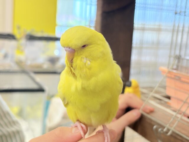 ジャンボセキセイインコ